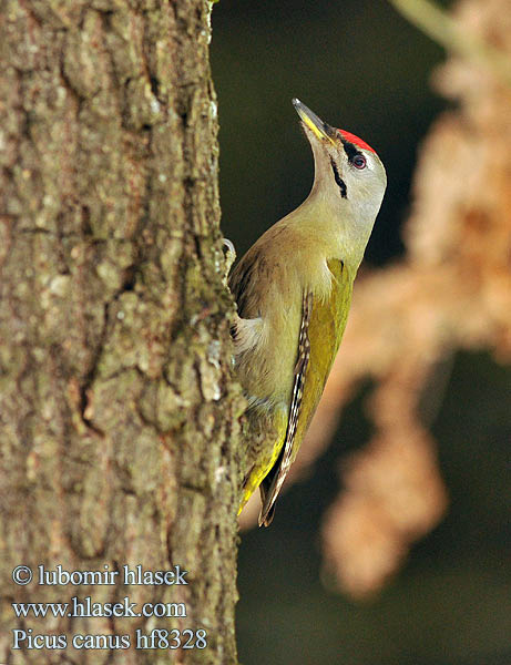 Picus canus Žluna šedá Grey-faced Woodpecker Grauspecht Pito Cano