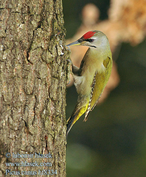 Picus canus Žluna šedá Grey-faced Woodpecker Grauspecht Pito Cano