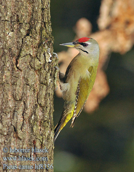 Picus canus Žluna šedá Grey-faced Woodpecker Grauspecht Pito Cano