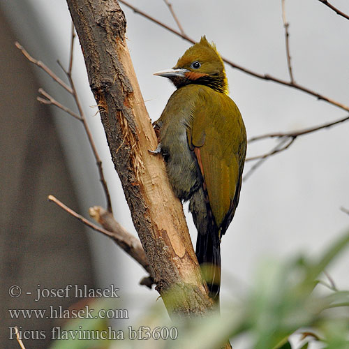 Picus flavinucha bf3600