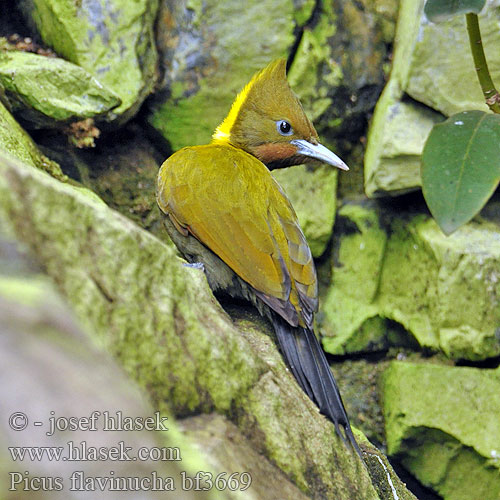 Picus flavinucha bf3669