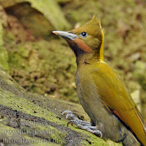 Ďatel' žltotylý นกหัวขวานใหญ่หงอนเหลือง 大黄冠啄木鸟  大黄冠绿啄木鸟 Picus flavinucha Žluna vetší Gulstrubet Grønspætte Gelbnackenspecht Greater Yellownape Yellow-naped Woodpecker Large Pito Grande Nuca Amarilla Nuquigualdo Kultaniskatikka Pic nuque d'or jaune Picchio nucagialla maggiore キエリアオゲラ Grote Geelkuifspech Gultoppspett Dzieciol zlotoczuby Dzięcioł złotoczuby