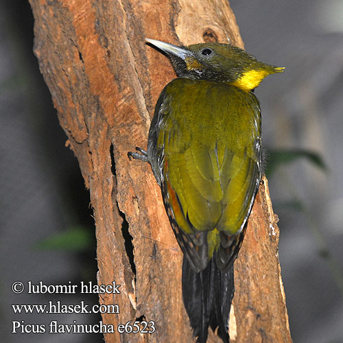 Picus flavinucha Žluna vetší Gulstrubet Grønspætte Gelbnackenspecht Greater Yellownape Yellow-naped Woodpecker Large Pito Grande Nuca Amarilla Nuquigualdo Kultaniskatikka Pic nuque d'or jaune Picchio nucagialla maggiore キエリアオゲラ Grote Geelkuifspech Gultoppspett Dzieciol zlotoczuby dzięcioł złotoczuby Ďatel' žltotylý นกหัวขวานใหญ่หงอนเหลือง 大黄冠啄木鸟  大黄冠绿啄木鸟