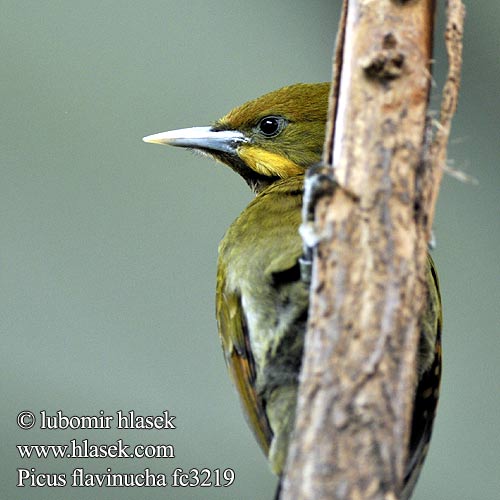 Greater Yellownape Yellow-naped Woodpecker Large Pito Grande Nuca Amarilla Nuquigualdo Kultaniskatikka Pic nuque d'or jaune Picchio nucagialla maggiore キエリアオゲラ Grote Geelkuifspech Gultoppspett Dzieciol zlotoczuby dzięcioł złotoczuby Ďatel' žltotylý นกหัวขวานใหญ่หงอนเหลือง 大黄冠啄木鸟  大黄冠绿啄木鸟 Picus flavinucha Žluna vetší Gulstrubet Grønspætte Gelbnackenspecht