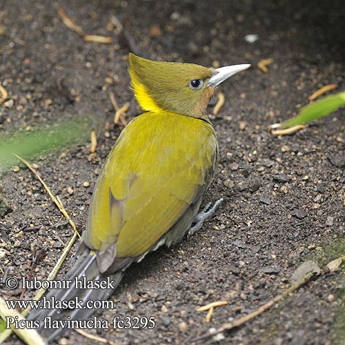 Pito Grande Nuca Amarilla Nuquigualdo Kultaniskatikka Pic nuque d'or jaune Picchio nucagialla maggiore キエリアオゲラ Grote Geelkuifspech Gultoppspett Dzieciol zlotoczuby dzięcioł złotoczuby Ďatel' žltotylý นกหัวขวานใหญ่หงอนเหลือง 大黄冠啄木鸟  大黄冠绿啄木鸟 Picus flavinucha Žluna vetší Gulstrubet Grønspætte Gelbnackenspecht Greater Yellownape Yellow-naped Woodpecker Large