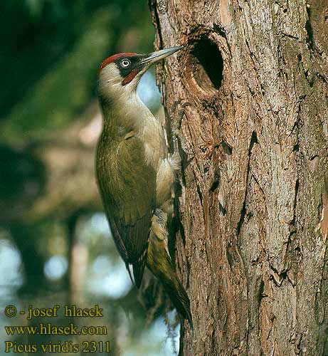 Picus viridis Green Woodpecker Grünspecht Pic vert Pito Real