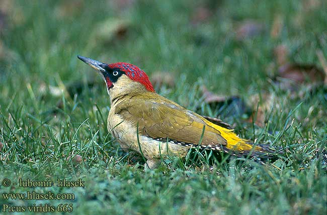 Picus viridis 665