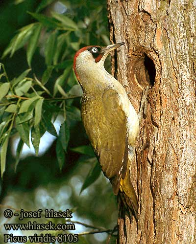 Picus viridis 8105