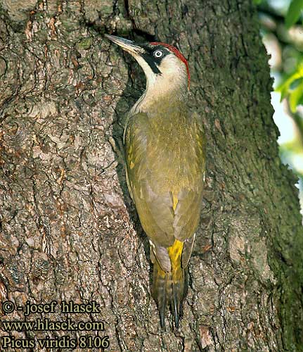 Picus viridis 8106