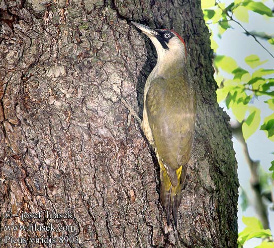 Picus viridis 8903