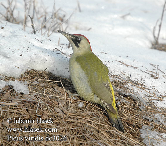 Picus viridis dc3026