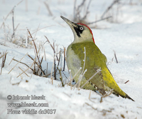 Picus viridis dc3037