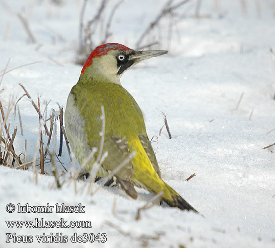 Zelena žunja Зелена жунја Picus viridis