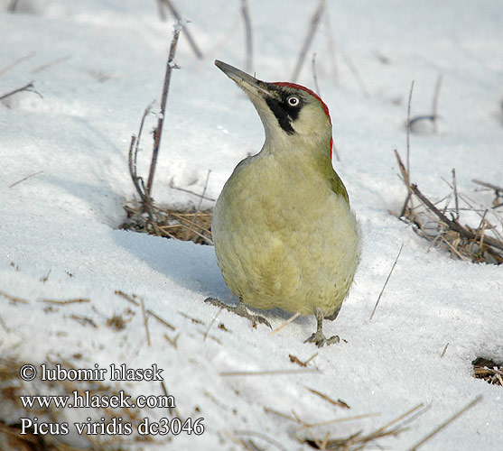 Picus viridis dc3046