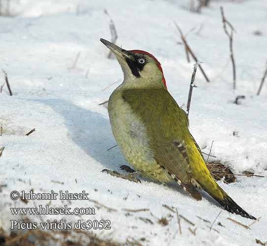 Picus viridis dc3052