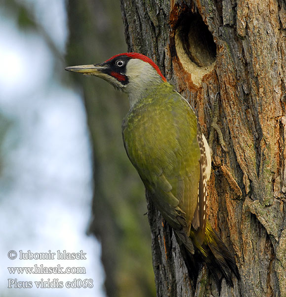 Picus viridis ed0068