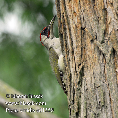 Picus viridis ed1558