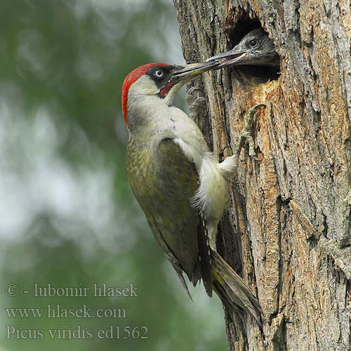 Зелена жунја Picus viridis Green Woodpecker