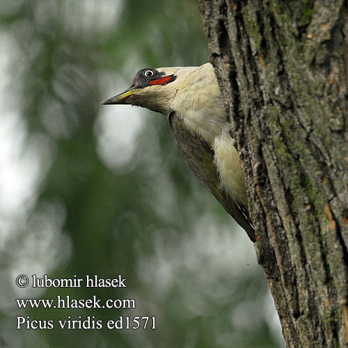 Picus viridis ed1571