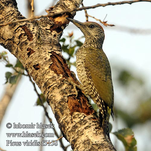 Picus viridis f5158