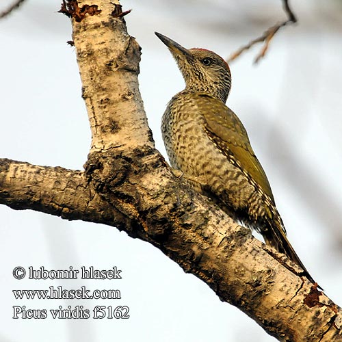 Picus viridis f5162