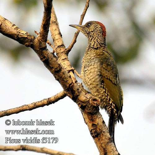 Picus viridis f5179