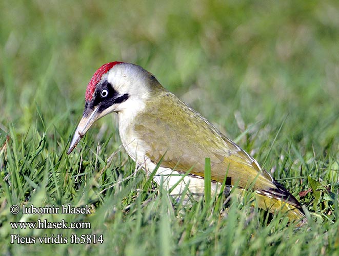 Picus viridis fb5814