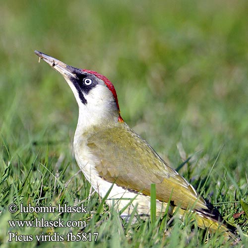 Picus viridis fb5817