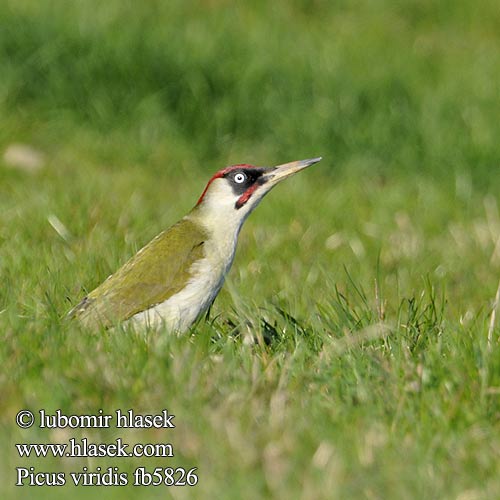 Picus viridis fb5826