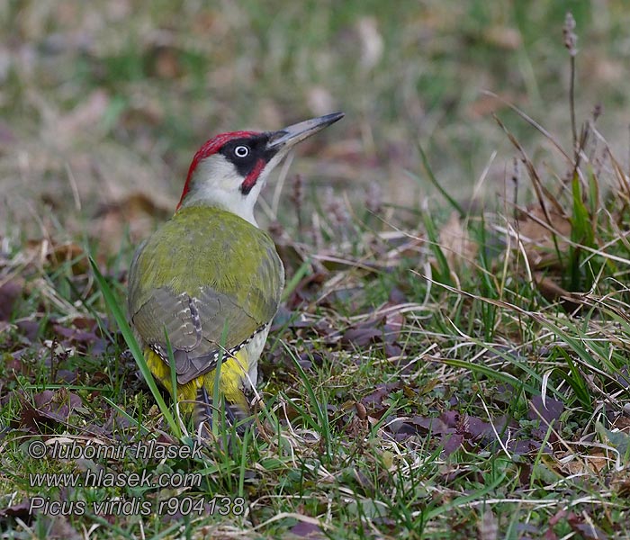 Grønspætte Groene Specht Picus viridis