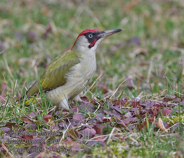 Vihertikka Grønnspett Gröngöling Picus viridis