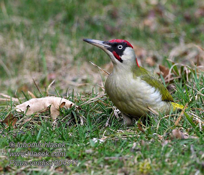 ヨアロッパアオゲラ Δρυοκολάπτης Picus viridis