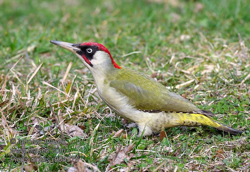 Pica-pau-verde Yeşil Ağaçkakan Picus viridis