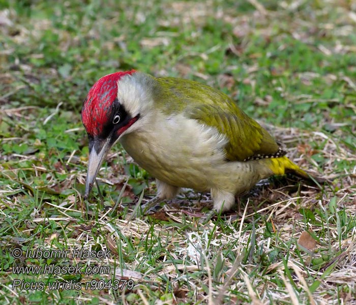 Δρυοκολάπτης Aafrika roherähn Picus viridis