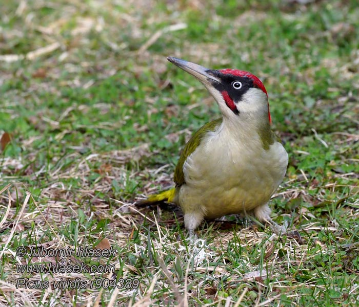 נקר ירוק Picchio verde Picus viridis