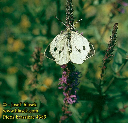 Pieris brassicae Large White Piéride Chou Káposztalepke