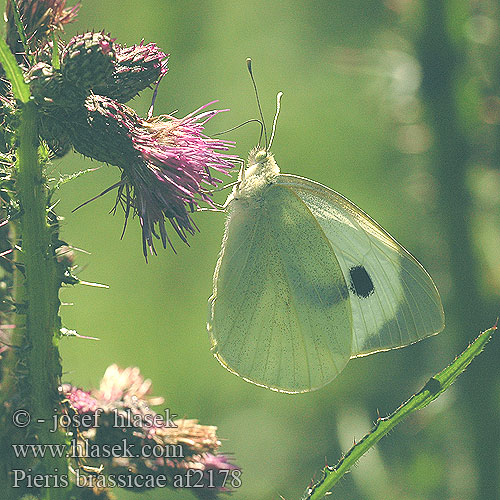 Pieris brassicae Großer Kohlweißling Bielinek kapustnik