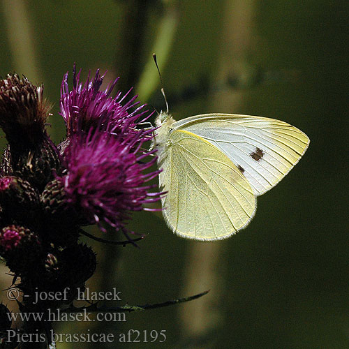 Pieris brassicae Bělásek zelný Blanca Col Kalfjäril