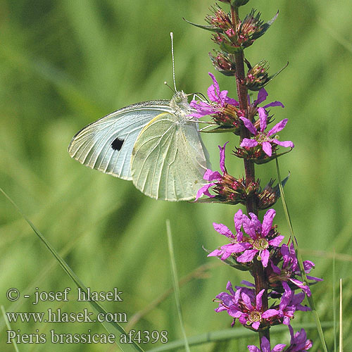 Pieris brassicae Kaaliperhonen Stor kalsommerfugl Groot koolwitje