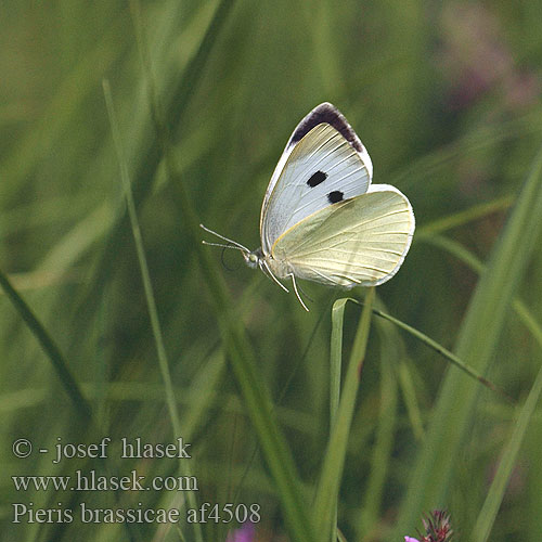 Pieris brassicae オオモンシロチョウ 배추흰나비 Káposztalepke Fluturele alb