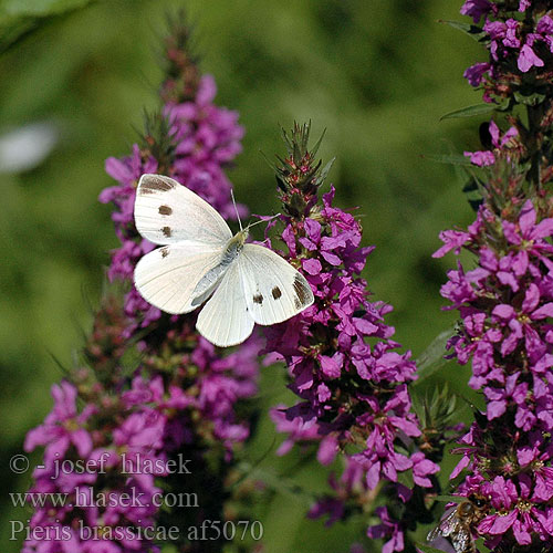 Pieris brassicae Kapusov belin Veliki kupusar Lahana kelebeği