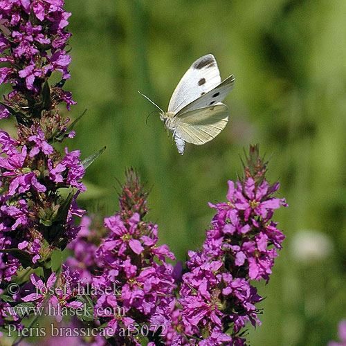 Pieris brassicae Білан капустяний Белянка капустная Large White