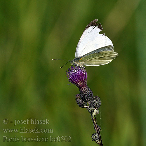 Large White Piéride Chou Káposztalepke Großer Kohlweißling