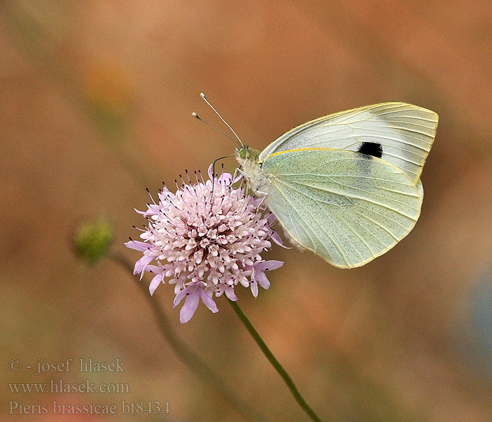 Pieris brassicae Large White