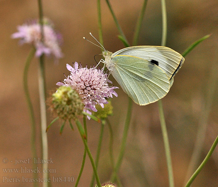 Pieris brassicae Mlynárik kapustový Bělásek zelný