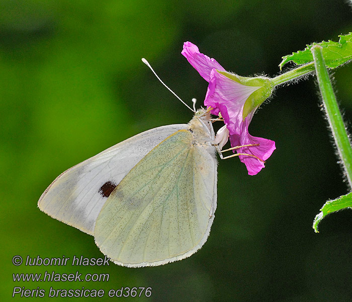 Bělásek zelný Pieris brassicae