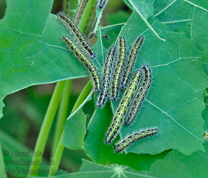 Капустница Kupusov bijelac Cavolaia Maggiore Pieris brassicae