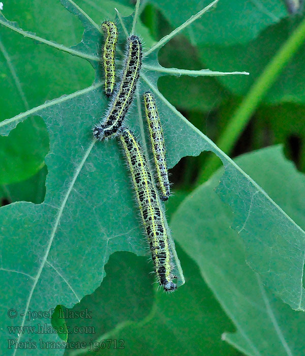 Kaaliperhonen Groot koolwitje Pieris brassicae