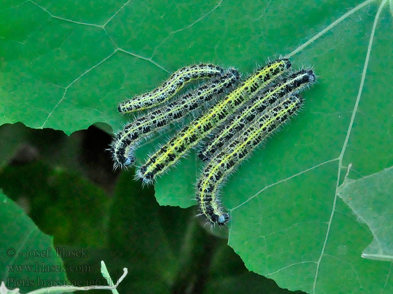 Blanca Col Kalfjäril Stor kalsommerfugl Pieris brassicae