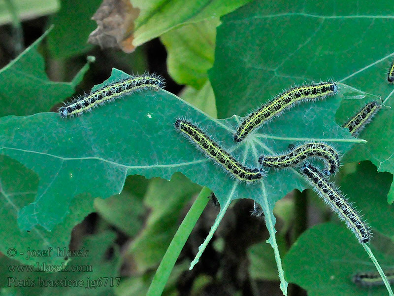 Bělásek zelný Pieris brassicae